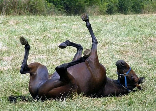 COLIC IN HORSES: EFFECTS OF DIETARY FACTORS