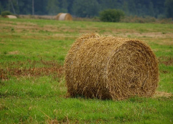 COMPOSICIÓN DE LA DIETA DEL CABALLO (FORRAJES)