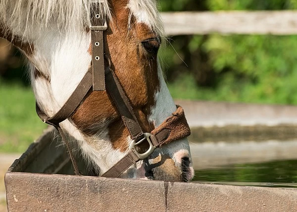 CONSUMO DE AGUA DE LOS CABALLOS