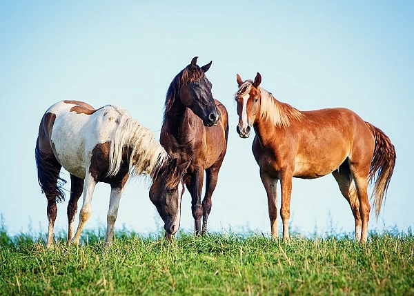 CRÍA DE CABALLOS: NUTRICIÓN, GESTIÓN Y BIENESTAR