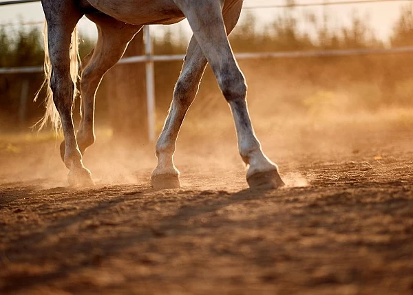 DATOS BIBLIOGRÁFICOS SOBRE LA PATOMORFOLOGÍA DE LAS ENFERMEDADES ARTICULARES DEL CABALLO