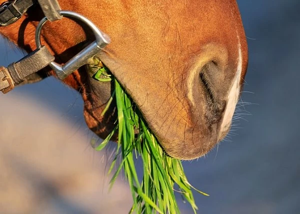 DIETA DEL CABALLO