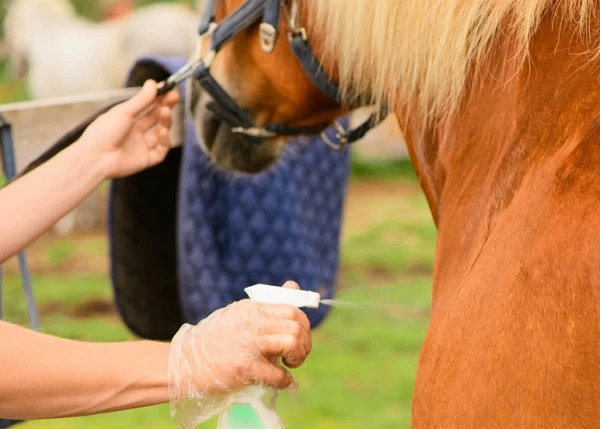 ENFERMEDADES FÚNGICAS DE LOS CABALLOS